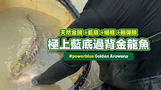 擁有一尾「金頭×砲彈頭×極上藍底」過背金龍，代表什麼？【CityVege城市農夫】