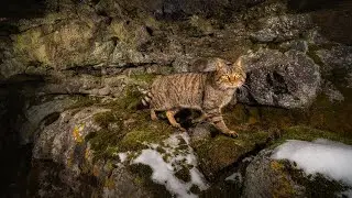 Kočka divok&aacute; | European wildcat | Felis silvestris silvestris