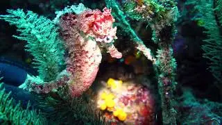 Diving Cabo Verde