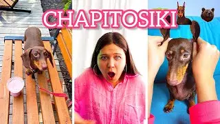 A COLLECTION OF FUNNY VIDEOS II CHAPITOSIKI