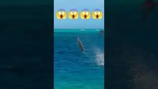 Giant Trevally Hunting 😱😱😱🤙🤙🤙🎣🎣🎣🎣