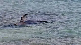 Australian Fur Seal 20251024-02