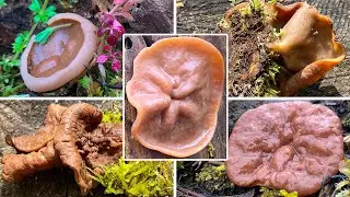 Scheibchenlorchel oder Morchelbecherling? | Portrait Nadelwald-Scheibchenlorchel, Gyromitra ancilis