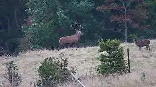 S1 Deer Rut Special Episode 2