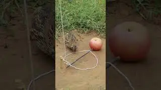 Unique creative quail trap DIY #shortvideo #shorts #video
