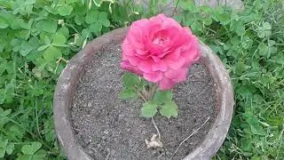 What the difference between seed and bulb ranunculus flower .