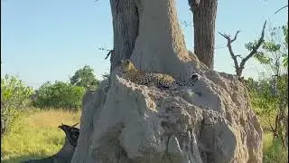 Incredible Leopard Sighting | Moremi Game Reserve, Botswana | Nature Travel Africa
