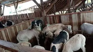 Ciri ciri indukan domba siap kawin 99,% hamil(1)