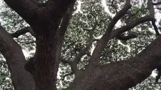Underneath Hitachi Tree @ Moanalua Gardens