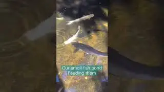 #fishpond #animalloverworld #youtubeshorts #shortsfeed  #feedingfish