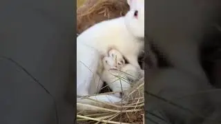 Pure White Mother Rabbit Nursing Her Bright, Hungry Babies Natural Moment
