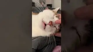 Mesmerizing cat moments #cats #catlover
