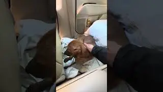 Я вылижу из шкуры но спасу что уж людей то нет😭
