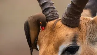 Oxpecker: Burung Pembersih Pemakan Parasit