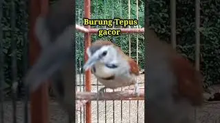 Burung Tepus gacor