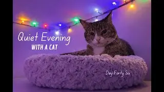 Quiet Evening With a Cat &mdash; Day 46 | Cozy, Calm & Relaxing
