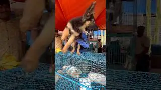 Galiff street pet market ❤️🔥| German Shepherd in Low Price #shorts #dog #germanshepherd