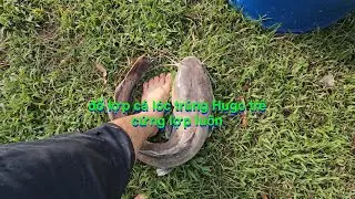 ng&agrave;y đổ lờ, lợp c&aacute; l&oacute;c bất ngờ nhất