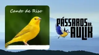 canário da terra canto de riso🔥🎼