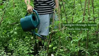 sunlight through leaves feels like hope.../a relaxing mood playlist/
