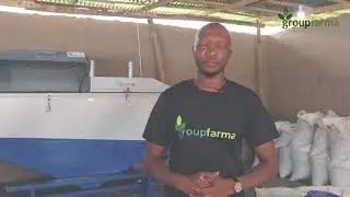 The Process of Sesame Farming