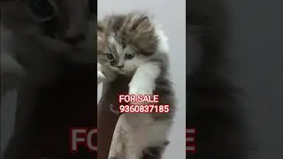 CUTE 😍 PERSIAN KITTENS 🐾 FOR SALE 🧺 IN CHENNAI 📌 BEST PRICE 🤯#persian #cat #trending #shorts #sale