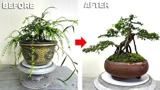 Pruning and shaping the mini bonsai tree. Are you satisfied with the result of this mini tree?