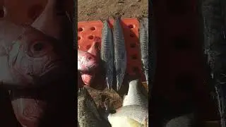 bismi fish