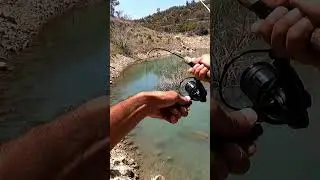 Se ACTIVAN cuando algo cae al agua!!!  #pesca #blackbass #fishing #blackbassfishing