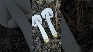 Yellow Stainer - Agaricus xanthodermus