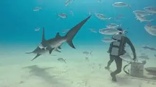 Hammerhead Shark Dive:  Quick nose grab and feeding. Bimini, Bahamas - March 2023