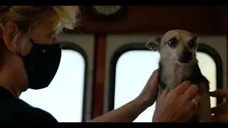 Ruthless Kindness : Compassion to Human & Non-Human Animals