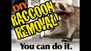 Trapping Raccoons Part 1