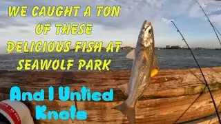 Fishing Seawolf Park in Galveston, Texas for this delicious fish and untying knots&hellip;.lots of knots.