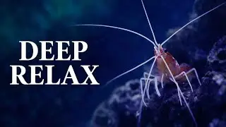 Slow Aquarium Therapy | Gentle Fish, Calm Water & Deep Relaxation (4K)