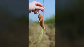 #kid #baby #shortsfeed #viralvideo #funny #funnyvideo #cgi #digital #babylove By: 1134374891 Douyin.