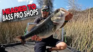 Would Bass Pro Shops Put It In Their Tank? Giant Bass from The Tower Of Power (Pete & Heat 2025)