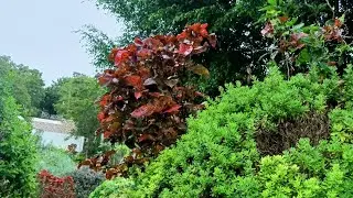 what beautiful place to stay/ Lav Garden/Carmeb Cebu/Philippines