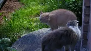 Котячий дует