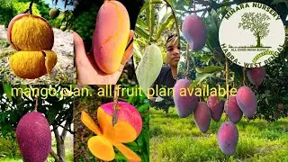 Mango plant. All fruit plan available. All India supply. Miya Jacky. Thai cartoon. Bn7 sing one 🥭
