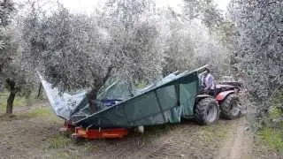 raccolta olive  con scuotitore berardinucci