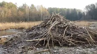 Debīkan bebrun buttan - Big beaver house