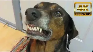 Try Not To Laugh Challenge * Funny bad dogs Videos | Funny dog bathing compilation [3]