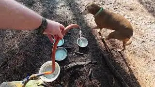 Ed Austin Dog Park   Jacksonville FL