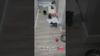Play like big boys #puppy #cuteanimal #frenchbulldog #cutepuppy #play #love  #petsofinstagram #pets