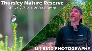 Sony A7IV and Sony FE 200-600mm UK Bird Photography at Thursley National Nature Reserve