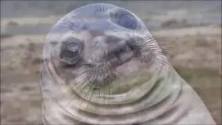 how awkward seal meme was generated