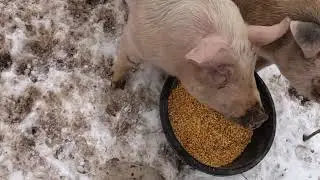 a walk through the chores new lamb, conspiracy of the right and left paridigm