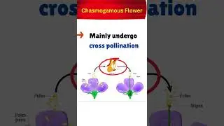 Chasmogamous Flower and Cleistogamous Flower #2026boardexam #biology #cbse12thbiology