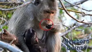 Remind!!! Why Quincy, Do like This After Born Baby Macaque, Quinny | Heidi Group